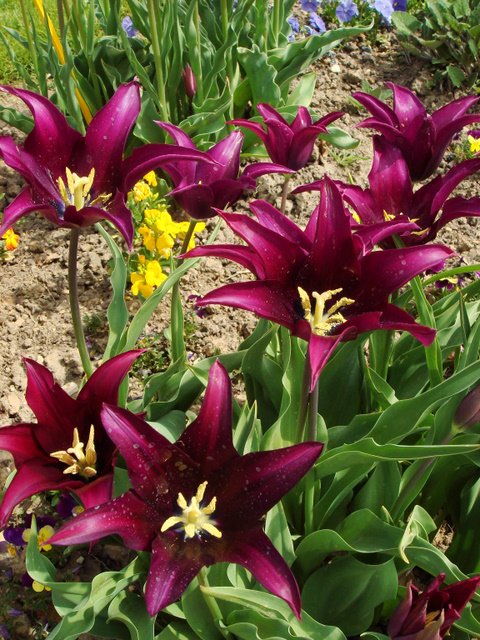 Tulipa fleur de lis 'Burgundy' PB 2